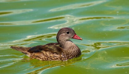 Süße Ente schwimmt unbekümmert im See im Sommer