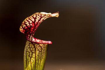 Fleischfressende Pflanzen in Makroaufnahmen © Bálint Érlaki