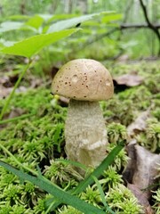Beautiful birch mushroom on a gray leg with a brown cap in the forest on a background of moss, grass and leaves. Natural Wallpaper.Autumn forest harvest.brown cap boletus