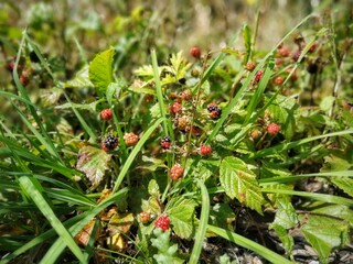 wild strawberry on a branch
