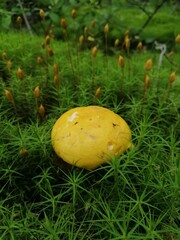 small  russule yellow mushroom in the forest in green moss and brown fallen leaves. Nature Wallpaper