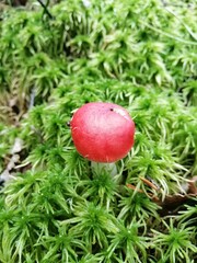 small  russule red mushrooms in the forest in green moss and brown fallen leaves. Nature Wallpaper
