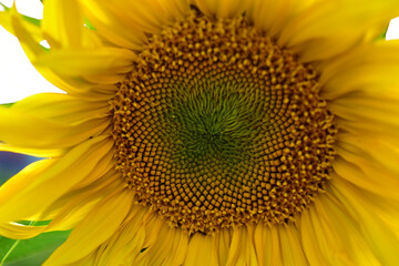 Large yellow sunflower flowers in summer in the greenery