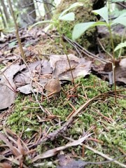 Beautiful birch mushroom on a gray leg with a brown cap in the forest on a background of moss, grass and leaves. Natural Wallpaper.Autumn forest harvest.brown cap boletus