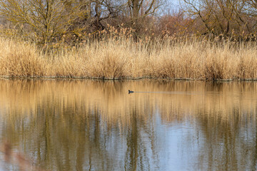 Grassy shore of the pond. A black duck swims along the pond. The grass is reflected in the water of the pond.