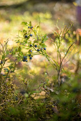 Forest bluberries