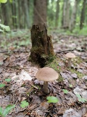 Beautiful birch mushroom on a gray leg with a brown cap in the forest on a background of moss, grass and leaves. Natural Wallpaper.Autumn forest harvest.brown cap boletus