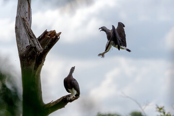 A pair of Grey Headed Fish Eagles photographed in Sigiriya, Sri Lanka