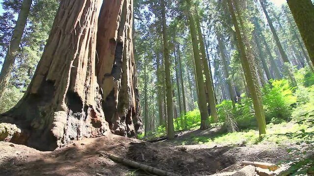 Sequoia National Park 360 degrees panorama in the Sierra Nevada in California, United States of America. Sequoia NP is famous for its large amount of largest sequoia trees in the world.
