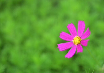 Red flowers of cosmea bipinnatus (cosmos bipinnatus) in verdure
