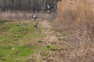 Obraz na płótnie Canvas A group of geese is on the grass by the pond. The geese flew into the air.
