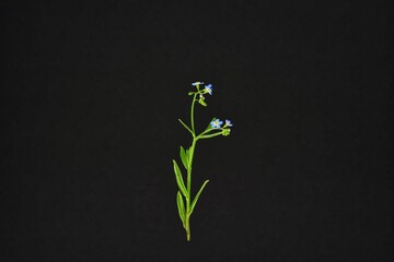 Forget me not flower