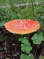 small poisonous round red speckled fly agaric in the forest against the background of moss and trees. Natural Wallpaper