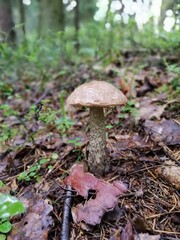 Beautiful birch mushroom on a gray leg with a brown cap in the forest on a background of moss, grass and leaves. Natural Wallpaper.Autumn forest harvest.brown cap boletus