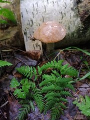 Beautiful birch mushroom on a gray leg with a brown cap in the forest on a background of moss, grass and leaves. Natural Wallpaper.Autumn forest harvest.brown cap boletus