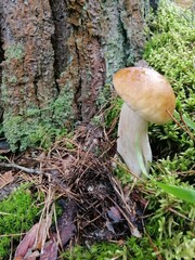 Cep mushroom or Boletus with white and brown caps in the forest against a background of moss and trees. Beautiful Natural Wallpaper