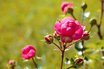 Beautiful fresh roses grow outdoors in the summer