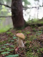 Cep mushroom or Boletus with white and brown caps in the forest against a background of moss and trees. Beautiful Natural Wallpaper