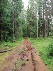 forest with a road between trees