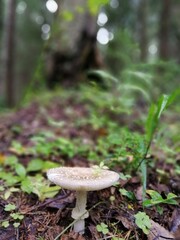 Beautiful birch mushroom on a gray leg with a brown cap in the forest on a background of moss, grass and leaves. Natural Wallpaper.Autumn forest harvest.brown cap boletus