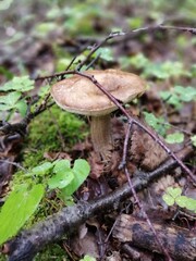 Beautiful birch mushroom on a gray leg with a brown cap in the forest on a background of moss, grass and leaves. Natural Wallpaper.Autumn forest harvest.brown cap boletus