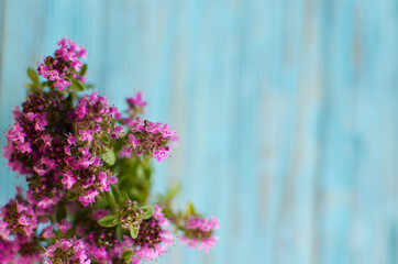 Fototapeta na wymiar Thyme is a genus of shrubs and semi-shrubs of the labiate family.