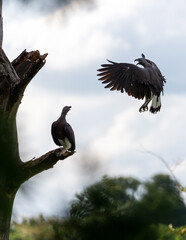 A pair of Grey Headed Fish Eagles photographed in Sigiriya, Sri Lanka