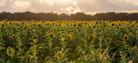 Summer landscape: beauty sunset over sunflowers field. Panoramic views