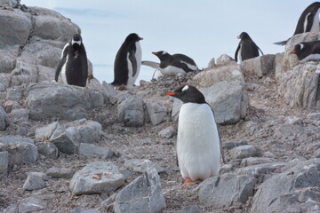 A trip around the Antarctic Peninsula, December 2019