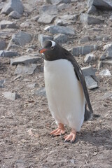 A trip around the Antarctic Peninsula, December 2019
