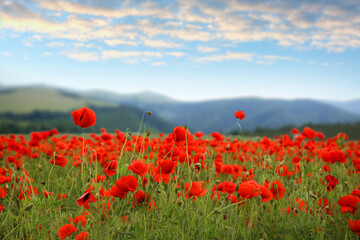 Many blooming poppy flowers on mountain meadow