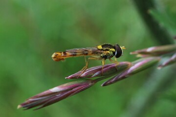 hoverfly (Episyrphus balteatus) sitting on a plant 