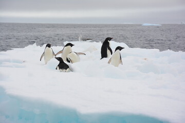 A trip around the Antarctic Peninsula, December 2019