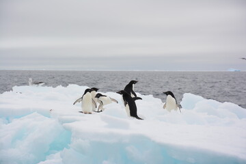 A trip around the Antarctic Peninsula, December 2019