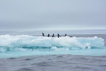 A trip around the Antarctic Peninsula, December 2019