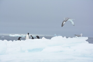 A trip around the Antarctic Peninsula, December 2019
