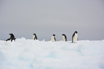 A trip around the Antarctic Peninsula, December 2019