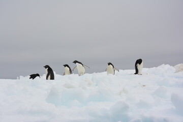A trip around the Antarctic Peninsula, December 2019