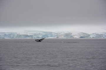 A trip around the Antarctic Peninsula, December 2019