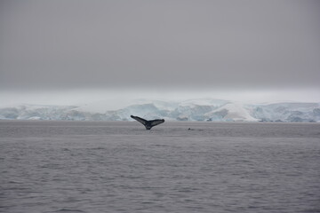 A trip around the Antarctic Peninsula, December 2019
