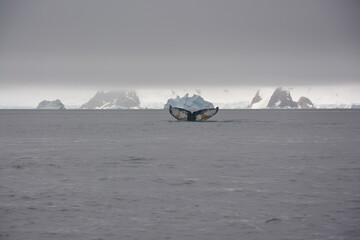 A trip around the Antarctic Peninsula, December 2019