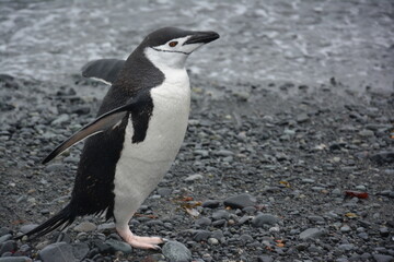 A trip around the Antarctic Peninsula, December 2019