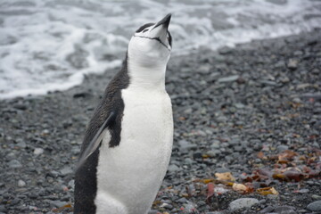 A trip around the Antarctic Peninsula, December 2019