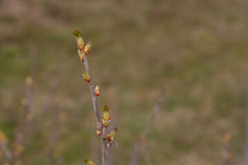 The buds on the blackcurrant Bush blooming in the spring