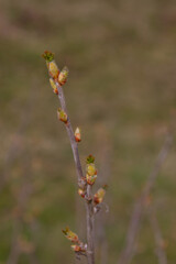 The buds on the blackcurrant Bush blooming in the spring