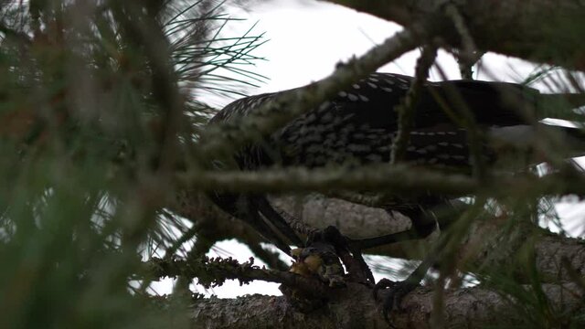 Spotted Nutcracker bird opens pine cone and eats seeds, close shot