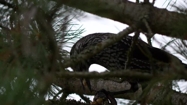 Spotted Nutcracker hacks Swiss cembra pine cone and eats seeds, close shot