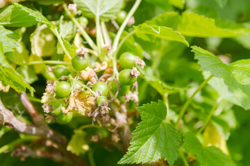 Maturing green berries of the black currant Bush in summer