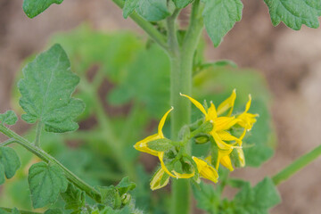 Yellow flowers of a tomato plant is ripening in the greenhouse