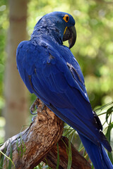 Blue Parrot
